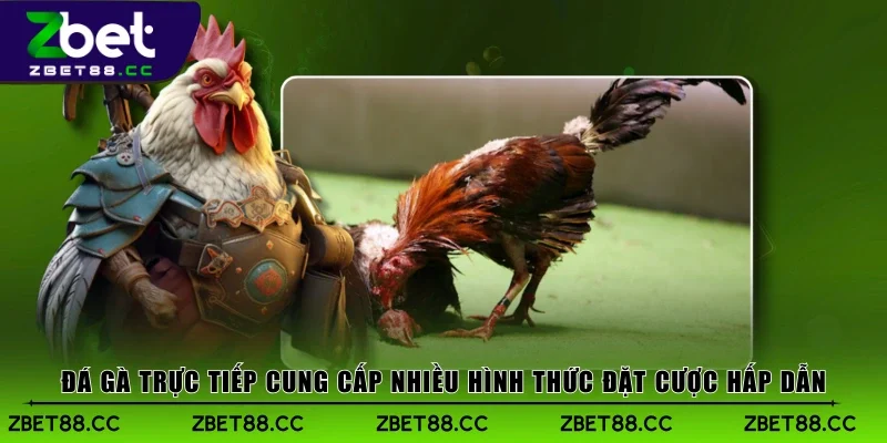 Đá gà trực tiếp cung cấp nhiều hình thức đặt cược hấp dẫn