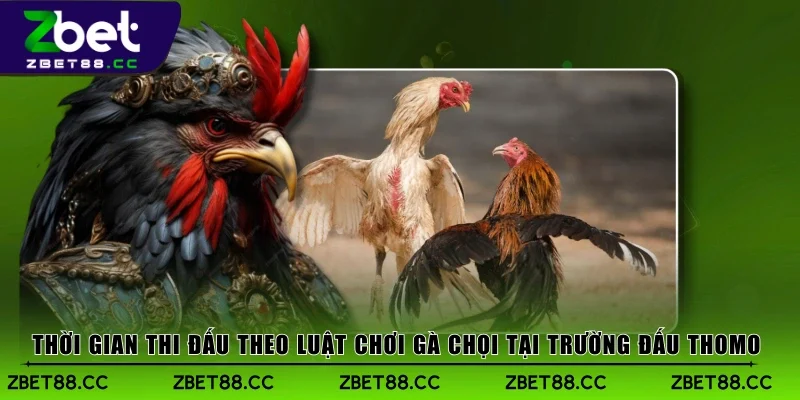 Thời gian thi đấu theo luật chơi gà chọi tại trường đấu Thomo